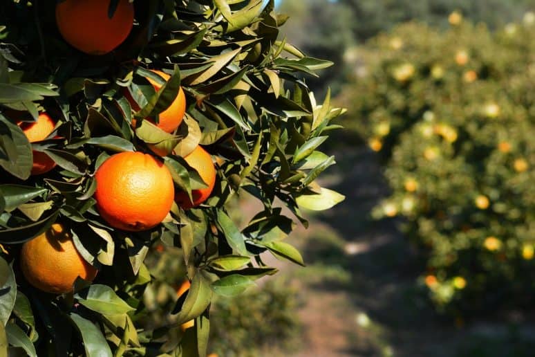 Naranjas