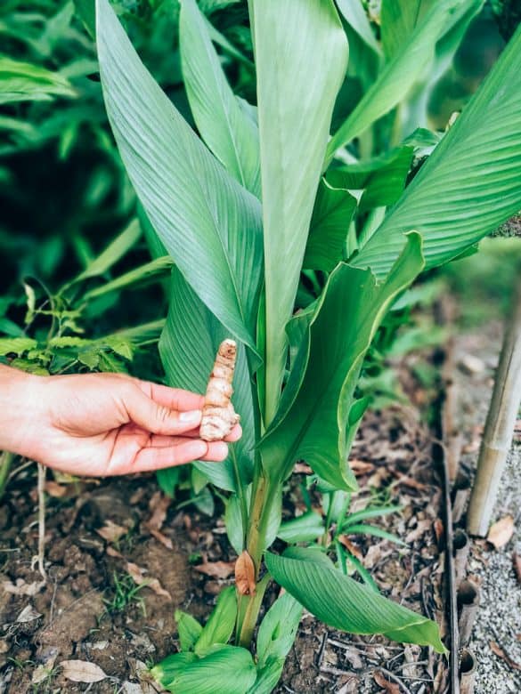 Curcuma