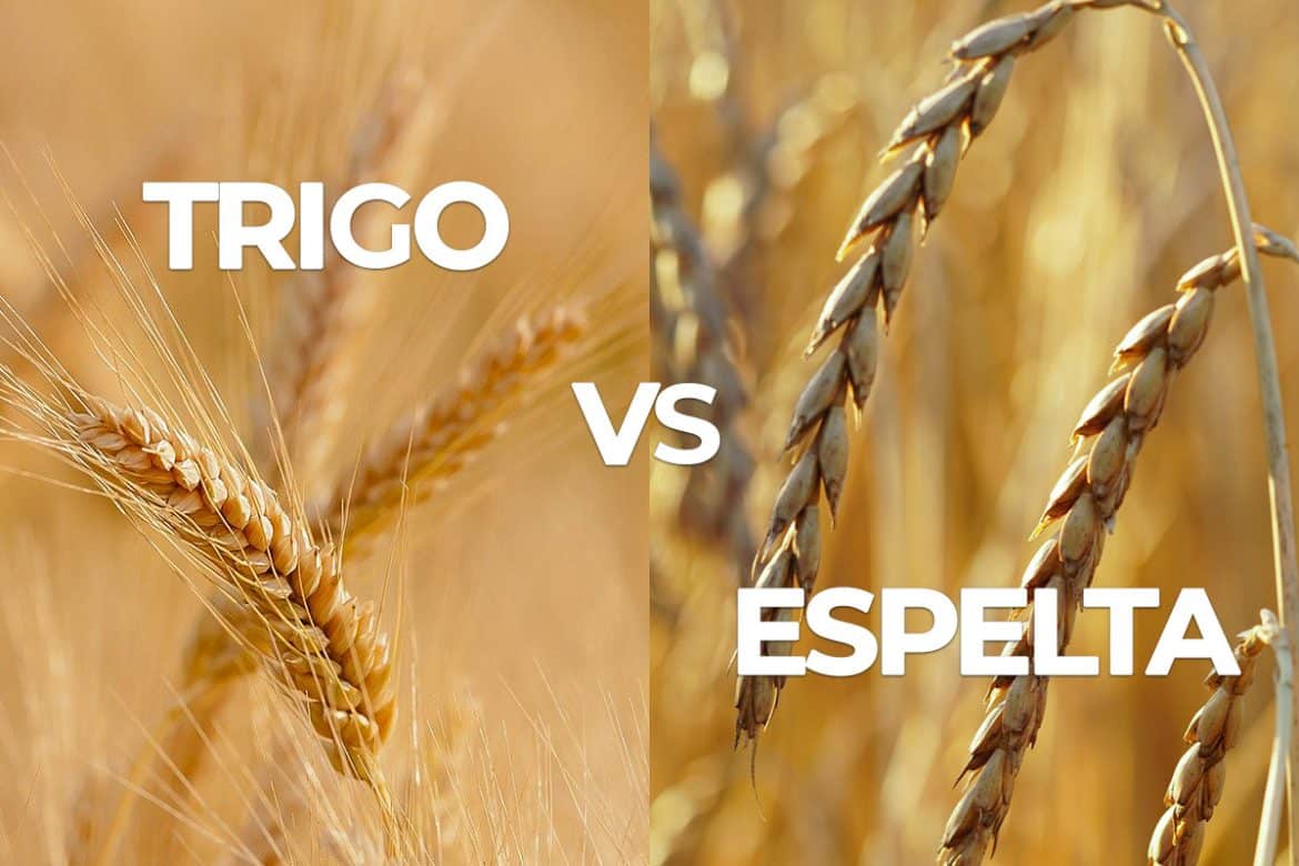 Trigo versus Espelta: ¿Cual de ellos es más nutritivo y saludable?