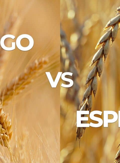 Trigo versus Espelta: ¿Cual de ellos es más nutritivo y saludable?