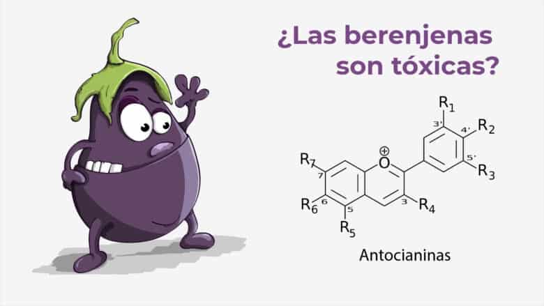 ¿Las berenjenas son toxicas?